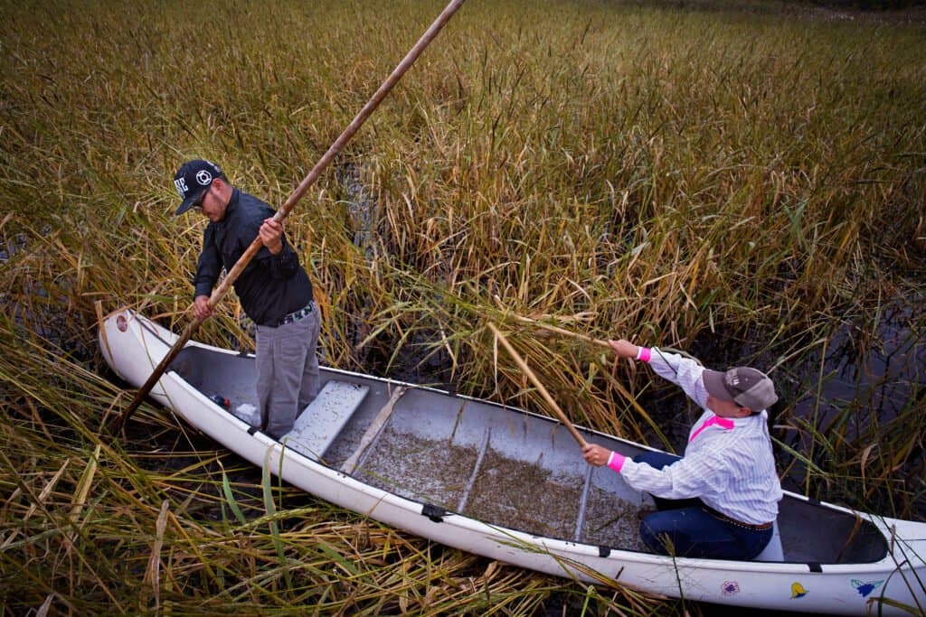 Ameaças ao Arroz Selvagem e os Protetores Determinados