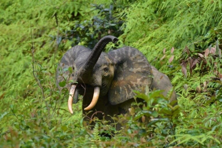 Bioeconomia do Congo: Um Futuro Verde para a África Central