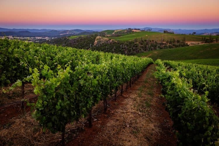 Brassfield Estate: Sustentabilidade e Vida Selvagem nos Vinhedos