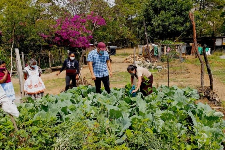 Conhecimento Maia ajuda agricultores guatemaltecos a reduzir agroquímicos