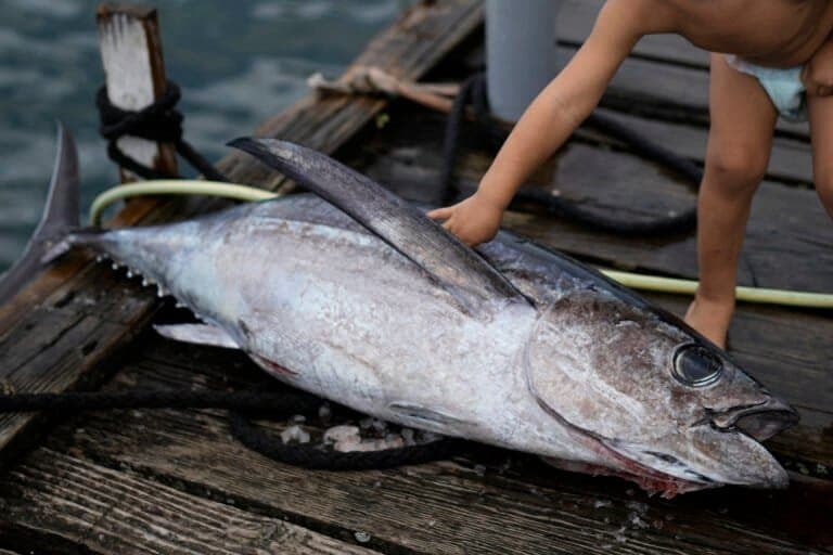Cúpula de Pesca do Pacífico: Avanços para o Atum Albacora e Aves Marinhas