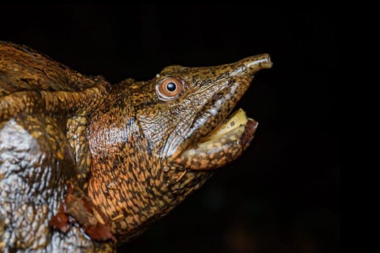 Estudo Questiona Sustentabilidade do Comércio Legal de Tartarugas na Indonésia