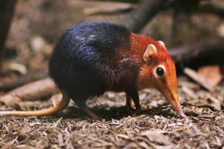 Os desafios dos títulos de biodiversidade e a urgência da conservação