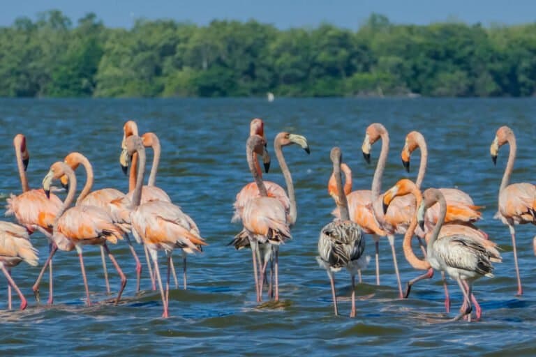 Suriname: Contrato Agropecuário Ameaça a Amazônia e o Status Carbono Negativo