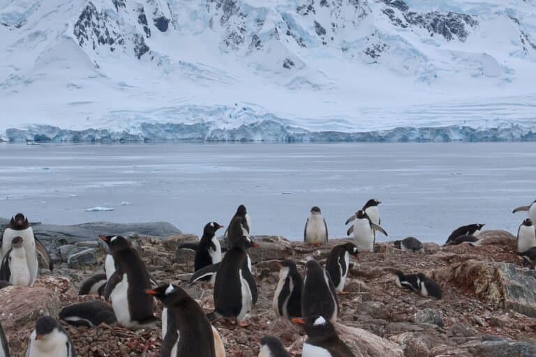 Sustentabilidade do Krill Antártico em Xeque: Preocupações Crescentes